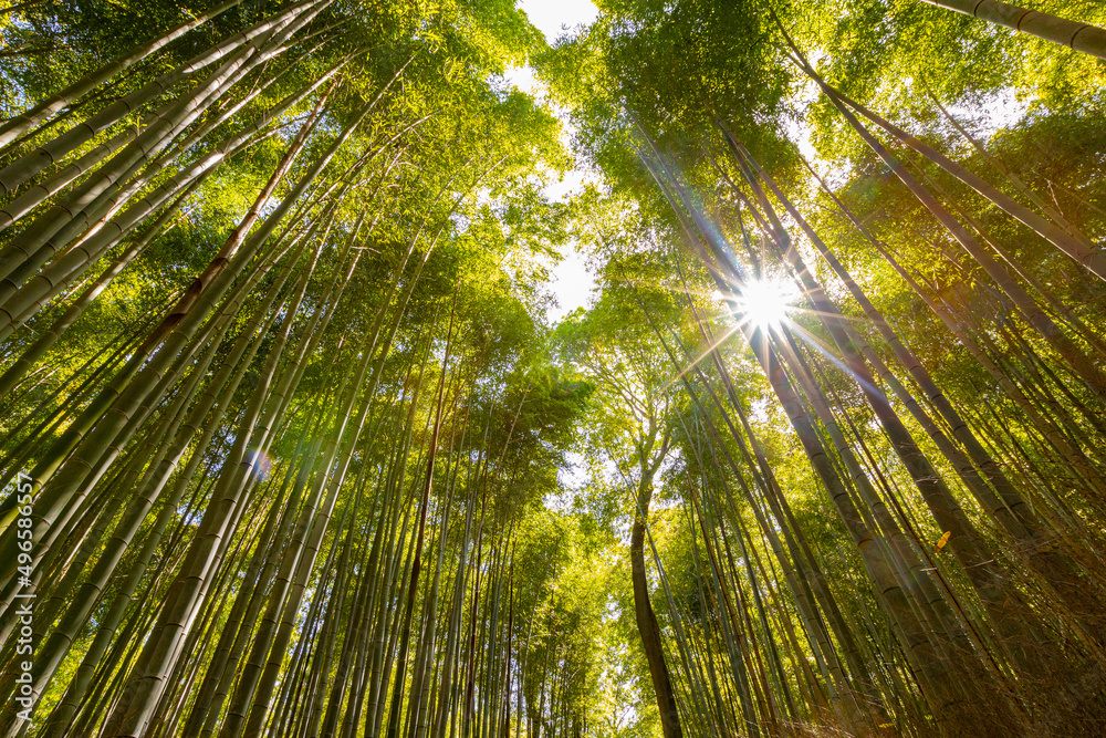 Low angle view of bamboo grove in forest against the sun Low angle view of bamboo grove in forest against the sun