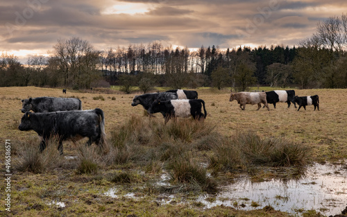 A herd of Belted Galloway cattle moving through a field at sunset in winter photo