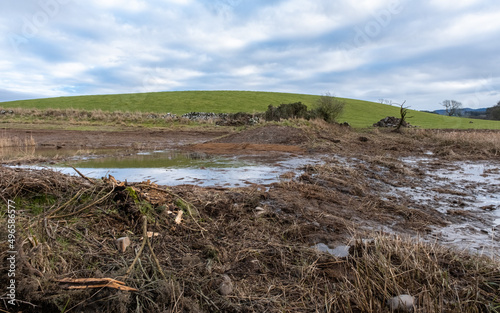 A breached flood bank on a wetland restoration project