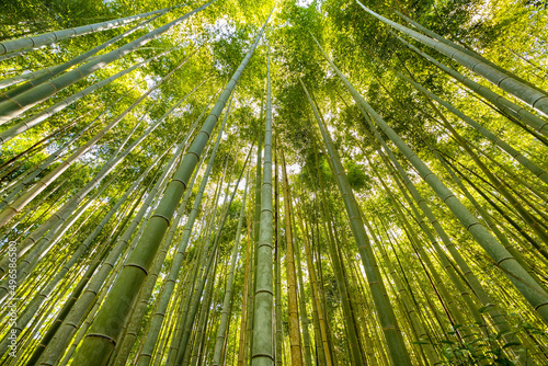 Low angle view of green tall bamboos in forest