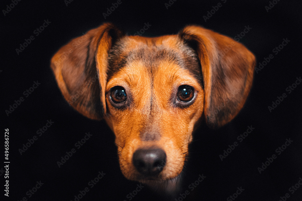 dog portrait with black background
