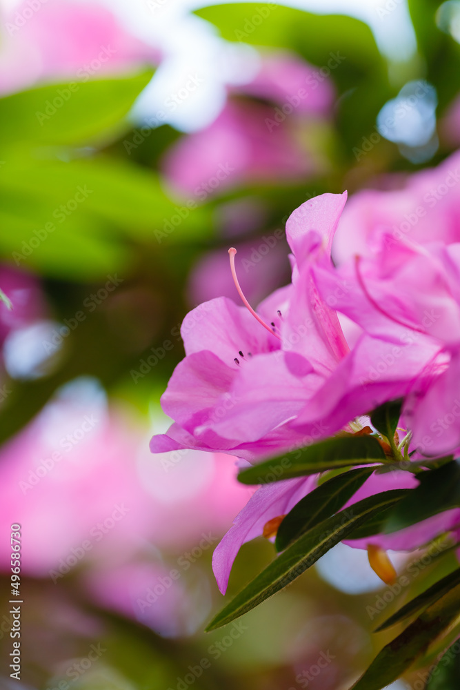 Fototapeta premium Beautiful flowering of azaleas close up. Azalea is the collective name of some flowering plant species from the genus Rhododendron