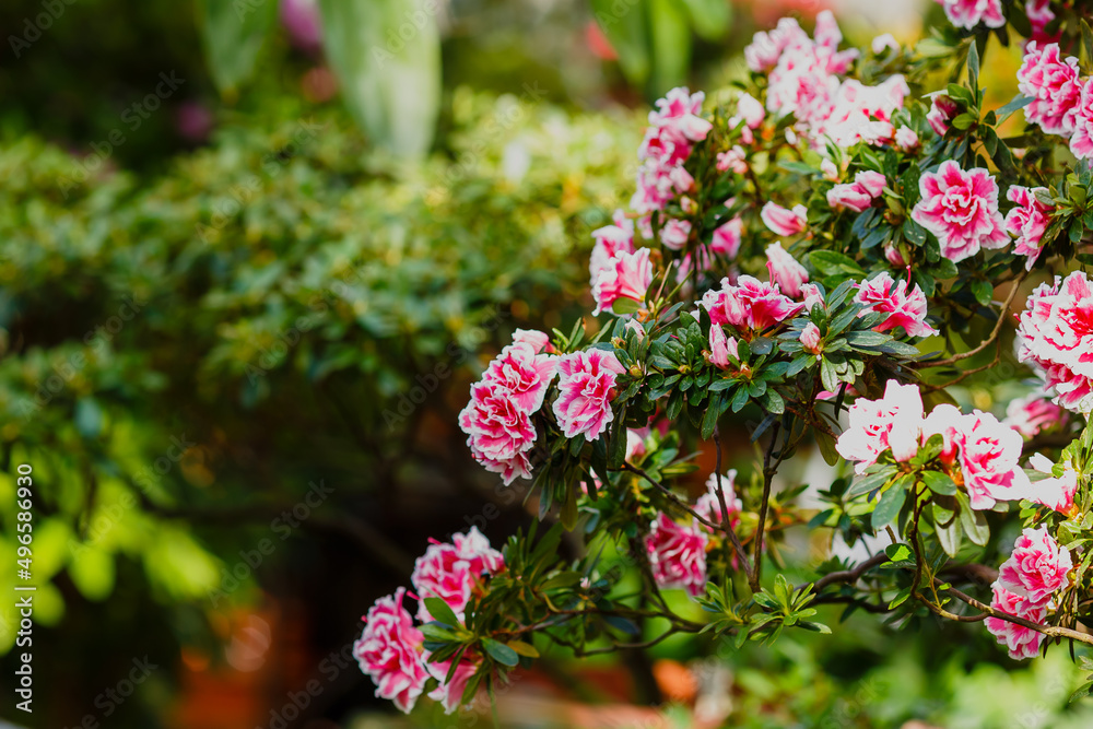 Beautiful flowering of azaleas close up. Azalea is the collective name of some flowering plant species from the genus Rhododendron Beautiful flowering of azaleas close up. Azalea is the collective name of some flowering plant species from the genus Rhododendron