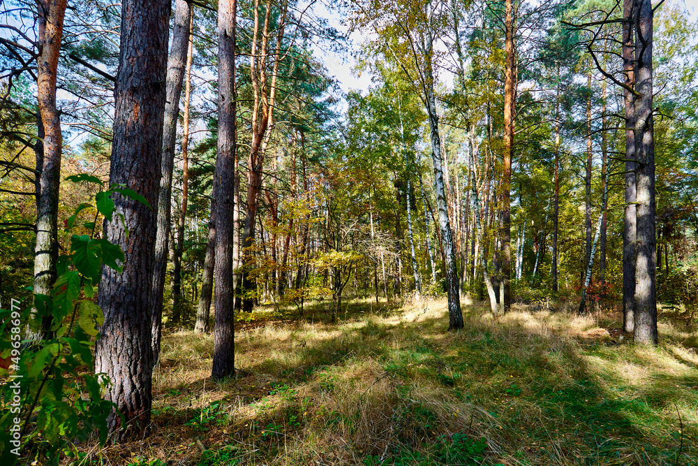 Fototapeta premium Golden autumn time in a wonderful forest.