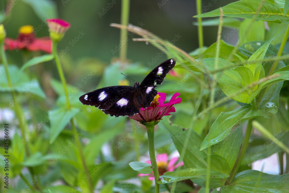 a butterfly perched on a zinnia flower a butterfly perched on a zinnia flower