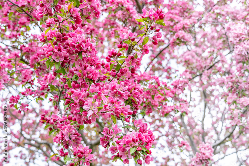 A mosaic of beautiful pink-red inflorescences of the Redbuds tree as a natural backdrop. Close-up. Wonderful flowers in May in New England A mosaic of beautiful pink-red inflorescences of the Redbuds tree as a natural backdrop. Close-up. Wonderful flowers in May in New England
