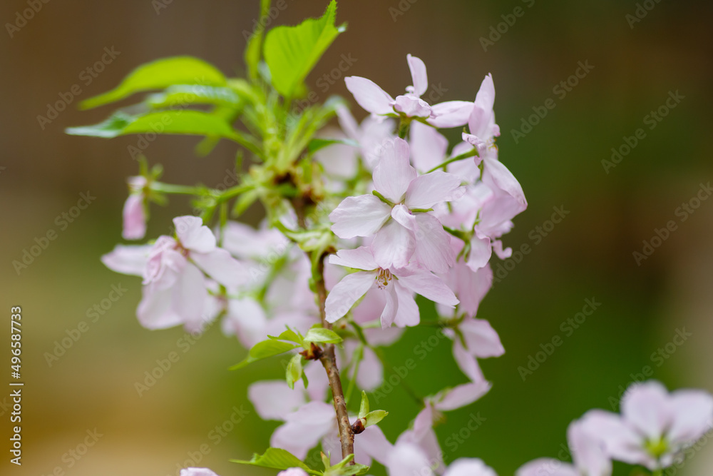 Fototapeta premium The pink cherry blossoms are close. Cherry blossoms in the greenhouse