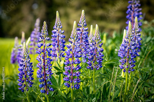 Fresh lupine blooming in spring. Tall lush purple lupine flowers, summer meadow. Blooming lupins in the foreground. Meadows in Bavaria Germany. photo