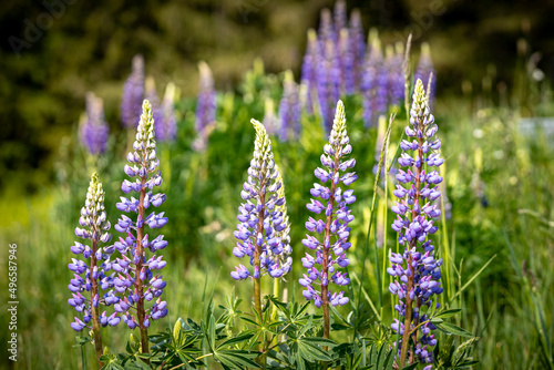 Fresh lupine blooming in spring. Tall lush purple lupine flowers  summer meadow. Blooming lupins in the foreground. Meadows in Bavaria Germany.