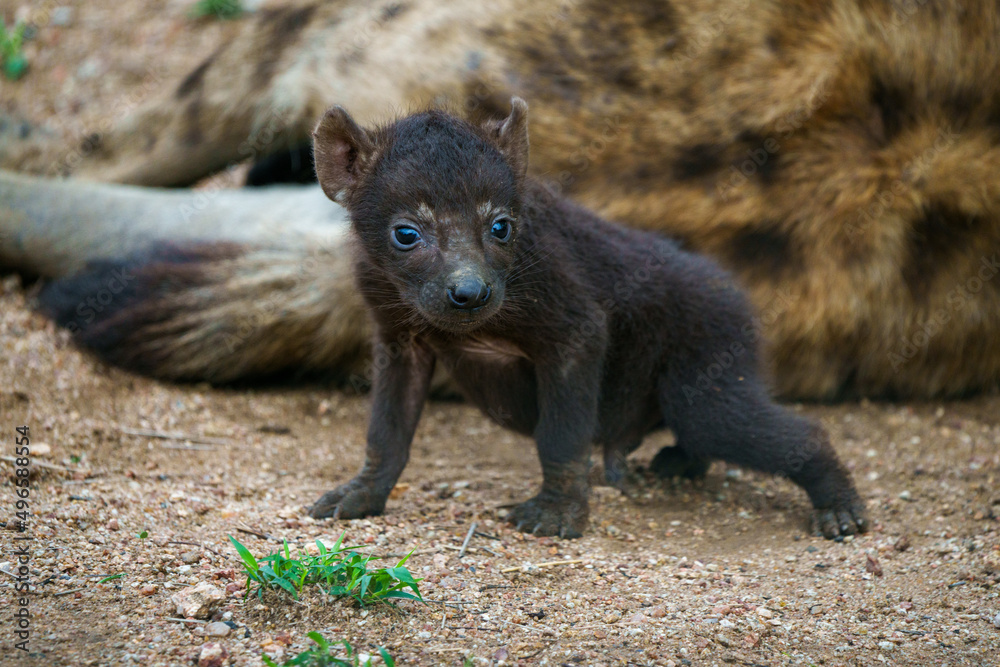 Fototapeta premium Spotted hyena or laughing hyena (Crocuta crocuta) cub with its mother. Cubs are born dark brown and when they are 2 - 3 month old, change to the adult coloration. Mpumalanga. South Africa.