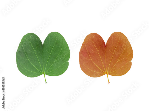 Bell Bauhinia leaves in fresh and dried leaves.Green leave and brown leave. Bell Bauhinia leaves with clipping path. photo