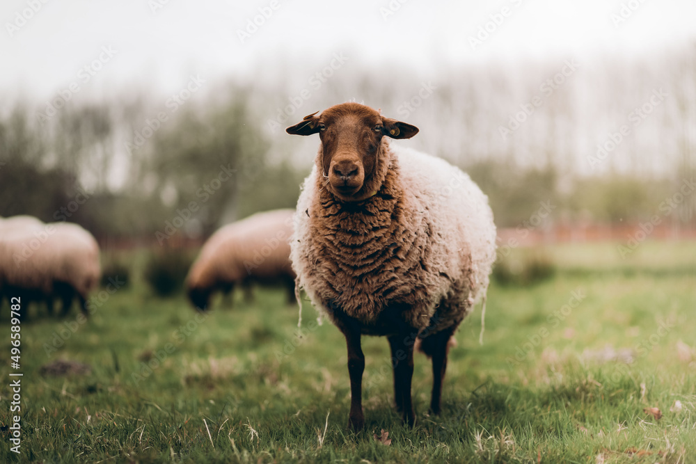 Fototapeta premium sheep in the field