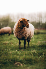 Wandcirkels Olijfgroen Schapen in groen weiland platteland  © Liubov
