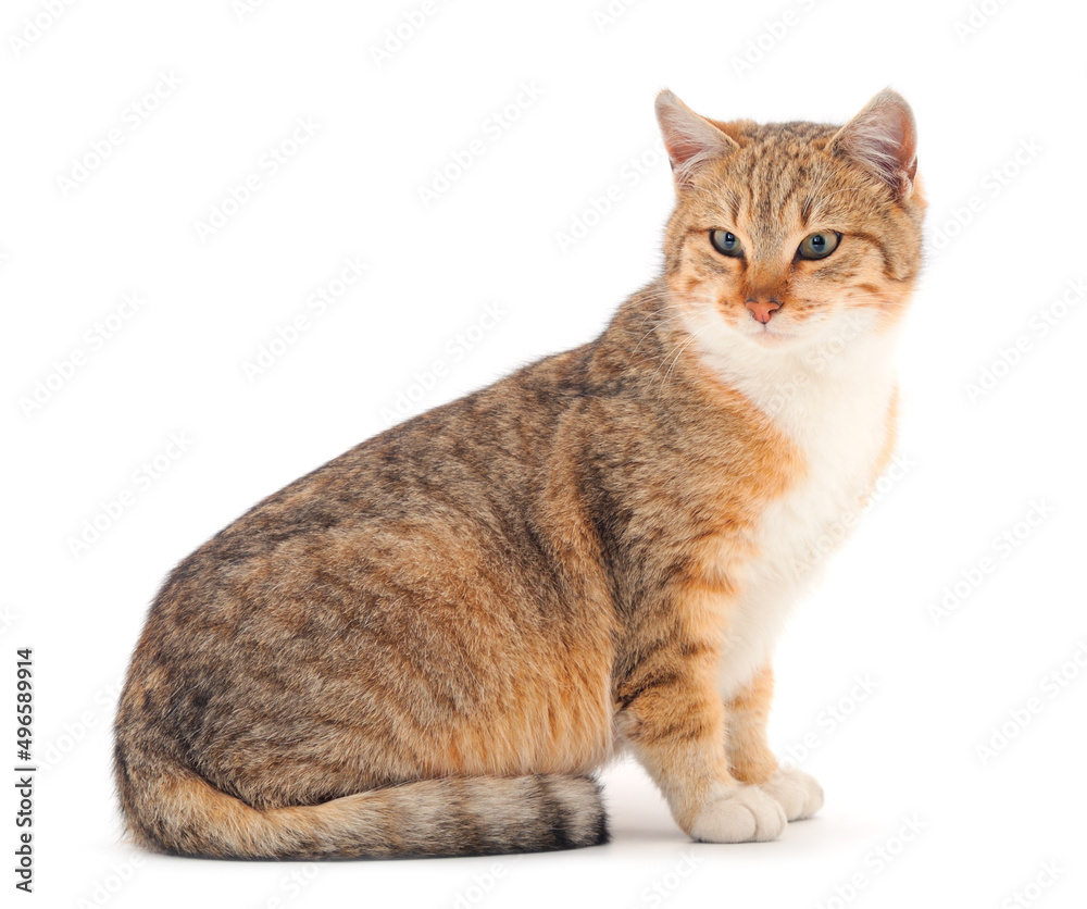 Obraz premium Brown house cat.