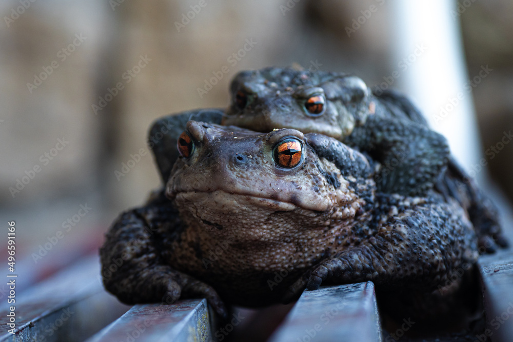 Close up of two toads mating during springtime Close up of two toads mating during springtime