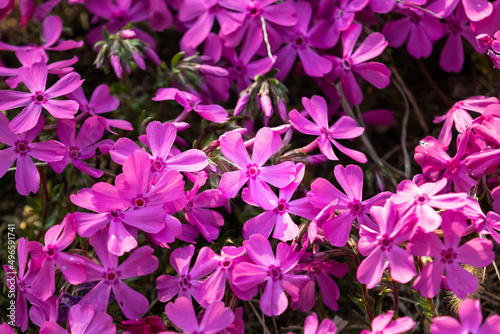 purple flowers in the garden