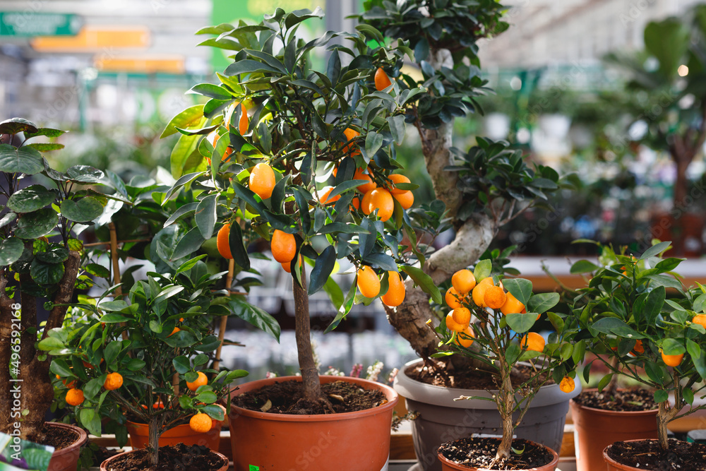 citrus dwarf trees mandarin and kumquat in garden center on shelves.