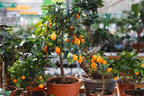 Fototapete citrus dwarf trees mandarin and kumquat in garden center on shelves