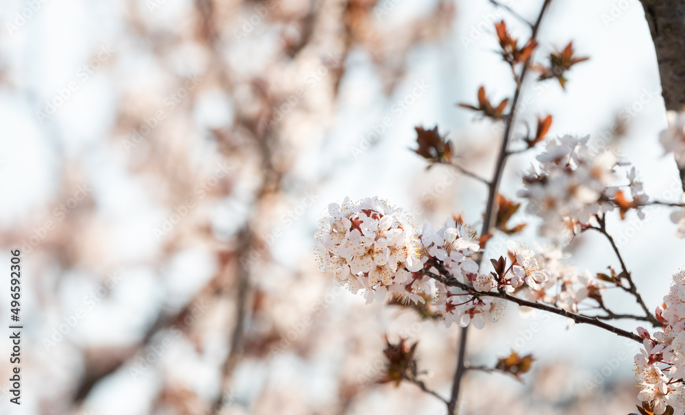 cherry blossom tree in full bloom cherry blossom tree in full bloom