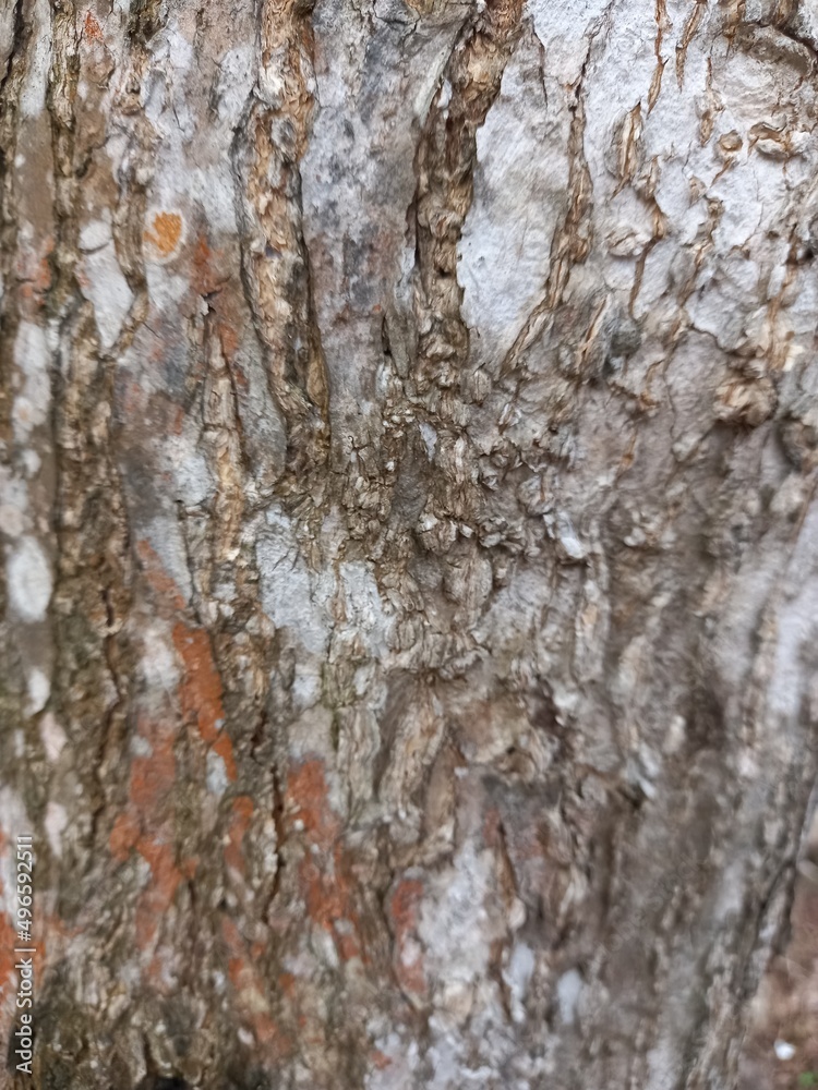 skin wood texture with gray colour skin wood texture with gray colour