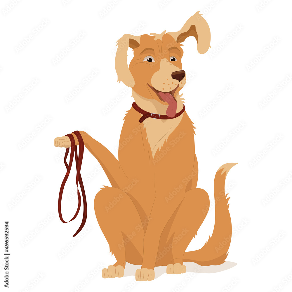 A golden retriever sits with a raised paw and ear. A pet, collar, leash for walking, dog walking rules.  Vector illustration, cartoon, complex flat, isolated on white background