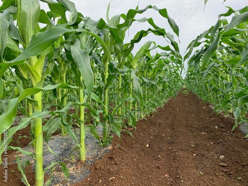 とうもろこし畑　深谷市岡部町の未来品種
Corn field, future variety in Okabe Town, Fukaya City photo