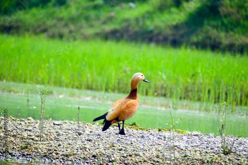 A beautiful Ruddy Shelduck (Tadorna ferruginea) on grass field in a green blurred background. photo