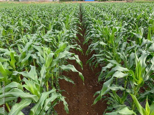 とうもろこし畑　深谷市岡部町の未来品種
Corn field, future variety in Okabe Town, Fukaya City photo