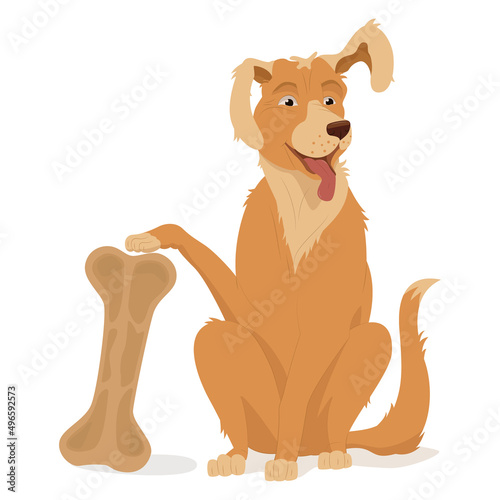 A golden retriever sits with a raised paw and ear. A pet, big bone, toy, chewing bone. Vector illustration, cartoon, complex flat, isolated on white background