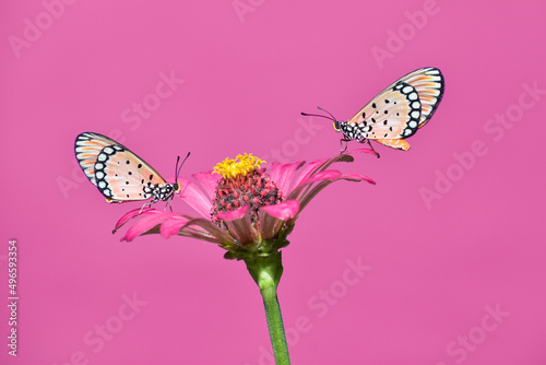 Wallpaper Mural Two beautiful butterflies perched on a common zinnia flower. Torontodigital.ca