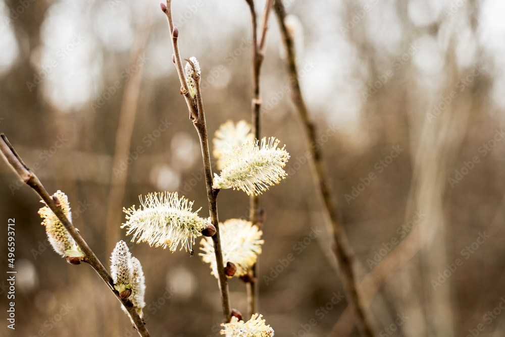 Pussy willow branch with flowering catkins Pussy willow branch with flowering catkins