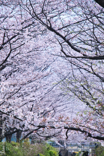 江川せせらぎ緑道の桜とチューリップと菜の花