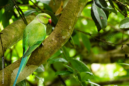 Green parrot with red beak native to Sri Lanka