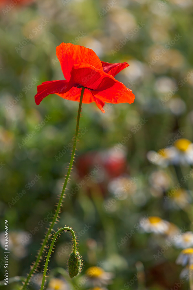 Fototapeta premium Klatschmohn