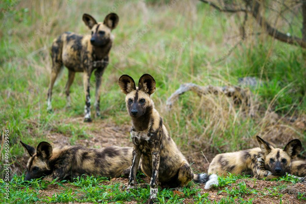 African wild dog, African painted dog, painted wolf or African hunting dog (Lycaon pictus). Mpumalanga. South Africa. African wild dog, African painted dog, painted wolf or African hunting dog (Lycaon pictus). Mpumalanga. South Africa.