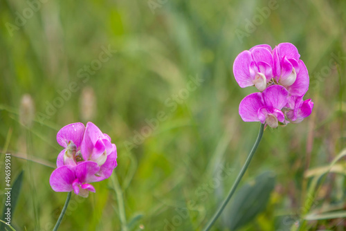 Breitblättrige Platterbse (Lathyrus latifolius) photo