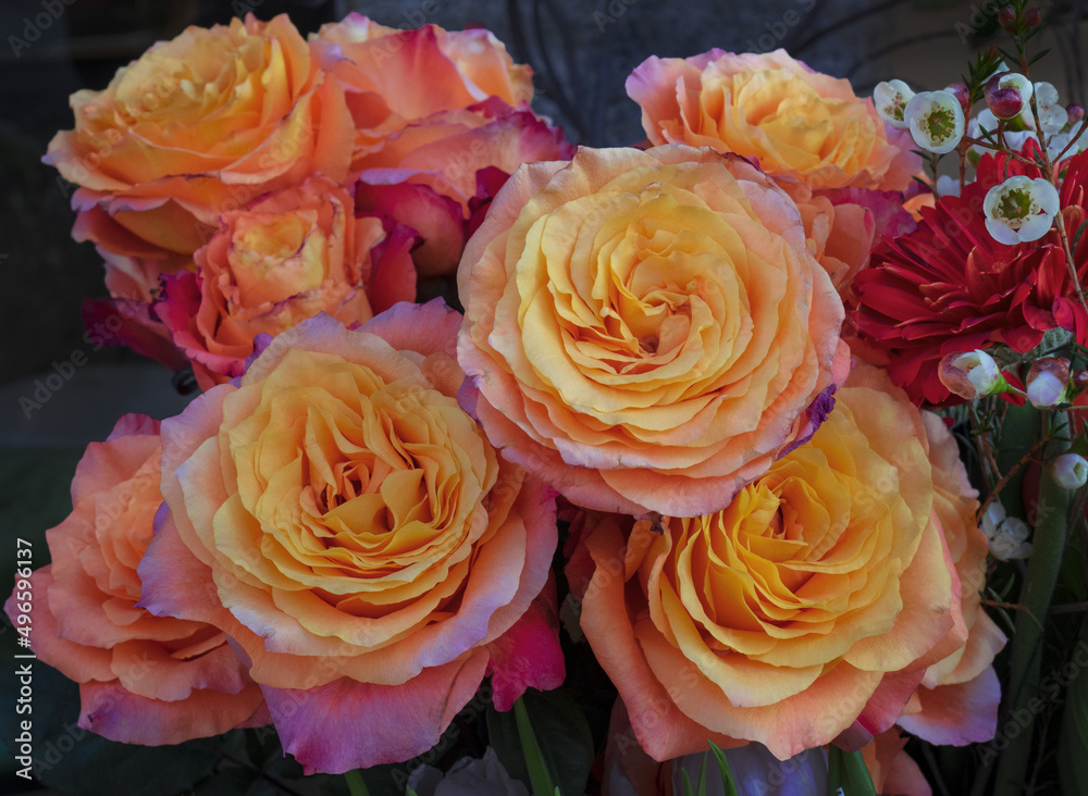 yellow rose symbol of vivacity and brotherly affection, it is