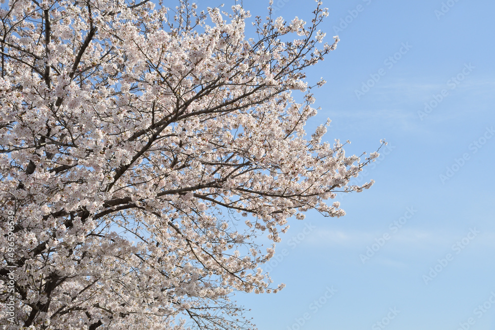 桜の花　青空　