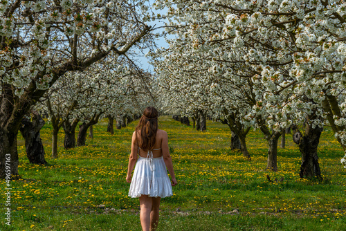 young woman walking  in cherry orchard full of wild flowers . wearing a white dress , provence , France. © robert