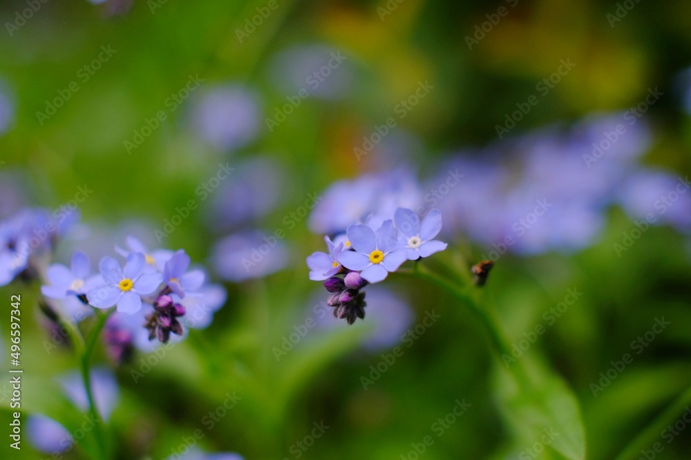 Fototapeta premium Fioletowe kwiaty sfotografowane w małej głębi ostrości. Widoczny gładki bokeh