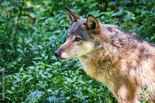 Europ  ischer Wolf   Canis lupus  .