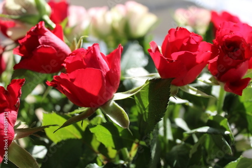 roses