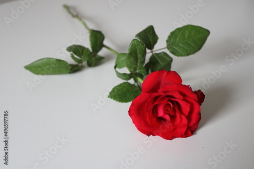 red rose
