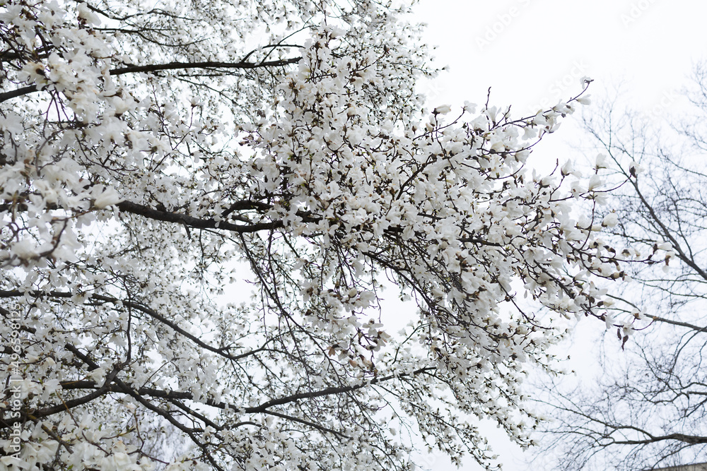 Branches of a large flowering magnolia against the background of the rain sky Branches of a large flowering magnolia against the background of the rain sky