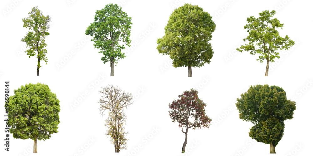 set of tropical green tree side view isolated on white background for landscape and architecture drawing, elements for environment and garden set of tropical green tree side view isolated on white background for landscape and architecture drawing, elements for environment and garden