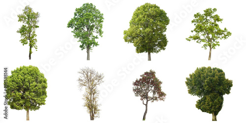 set of tropical green tree side view isolated on white background for landscape and architecture drawing  elements for environment and garden