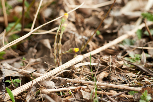 Photo of yellow coltfoot flower is about to bloom