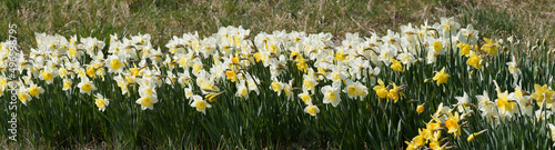 Narcissus pseudonarcissus - Langer Frühlingsstrauch, verziert mit gelben Narzissen und zweifarbigen weißen und gelben über mittelgrüne feste Stängel gebogen