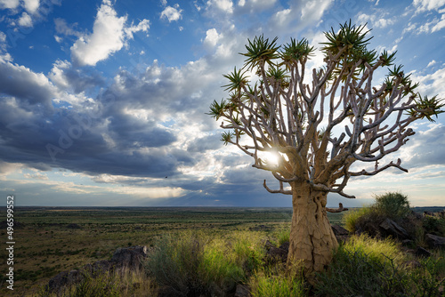 Quiver tree or kokerboom  Aloidendron dichotomum formerly Aloe dichotoma  Kenhardt  Northern Cape  South Africa.