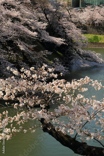 満開の桜咲く千鳥ケ淵